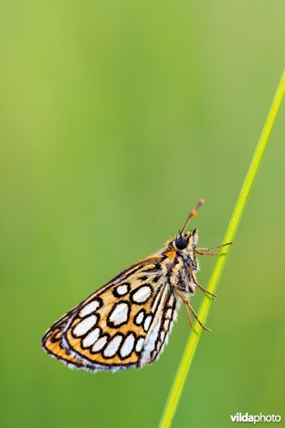 Spiegeldikkopje in het gras