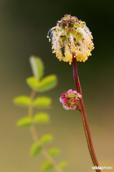 Kleine pimpernel