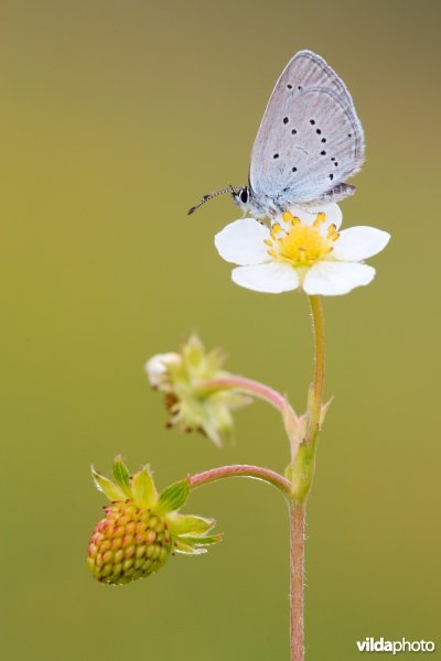 Dwergblauwtje op Bosaardbei