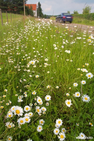 Bloemrijke wegberm