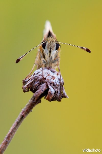 Bretons spikkeldikkopje