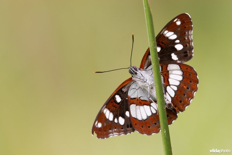 Onderkant van een Blauwe ijsvogelvlinder