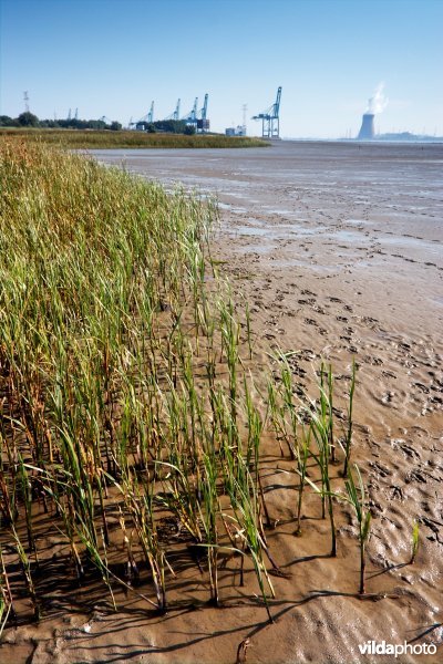 Slikken en schorren aan de Schelde