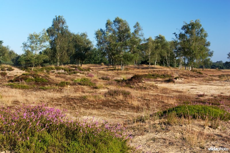 Begroeide landduinen