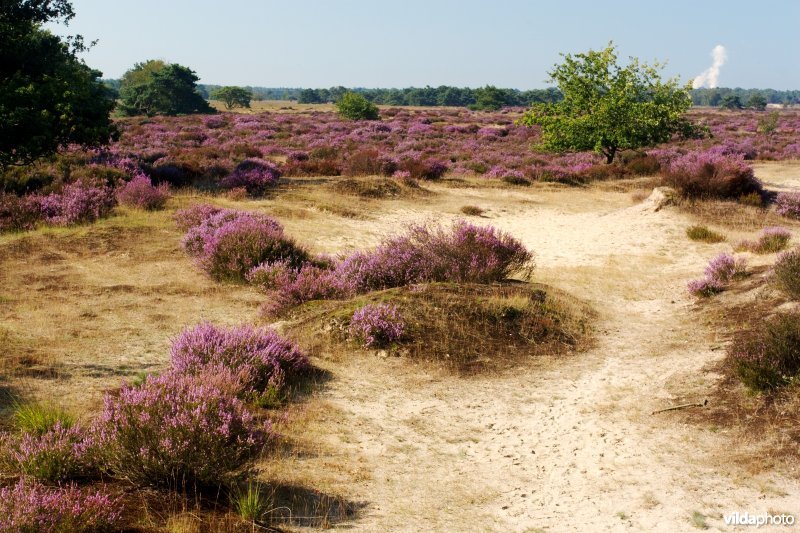 Struikhei en zand