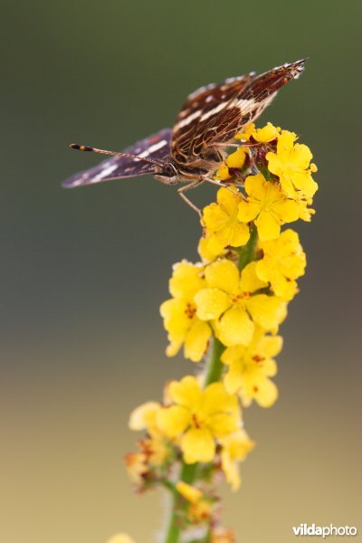 Landkaartje op agrimonie