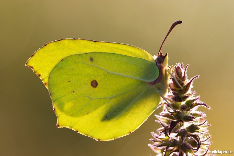 Citroenvlinder
