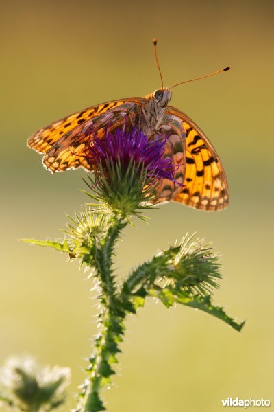 Grote parelmoervlinder op een distel