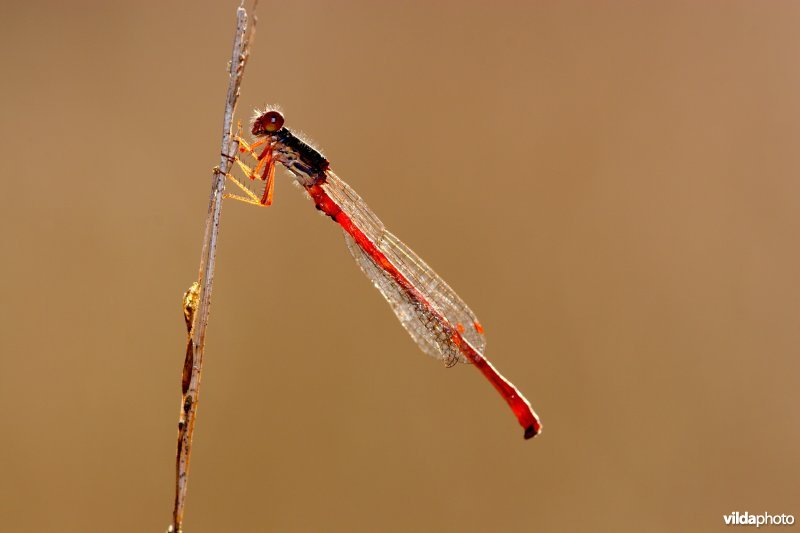Rood juffertje