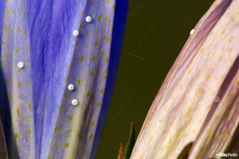 Eitjes van het Gentiaanblauwtje op Klokjesgentiaan