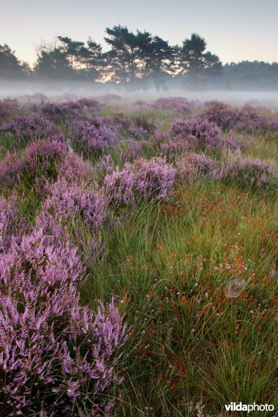 Ochtendnevel boven de heide