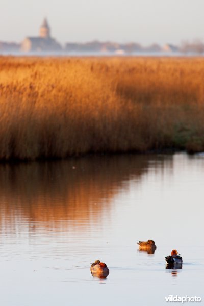 Smienten voor het riet