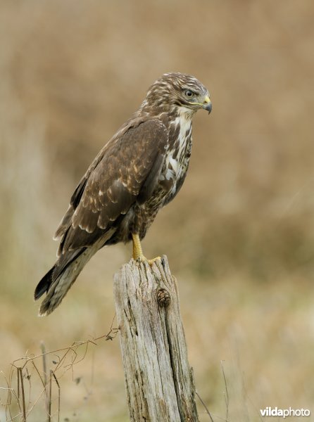 Buizerd in profiel