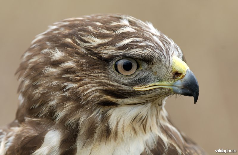 Kop van Buizerd