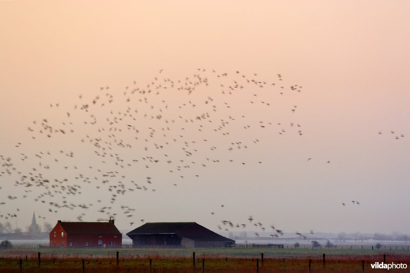 Een wolk ganzen boven de polders