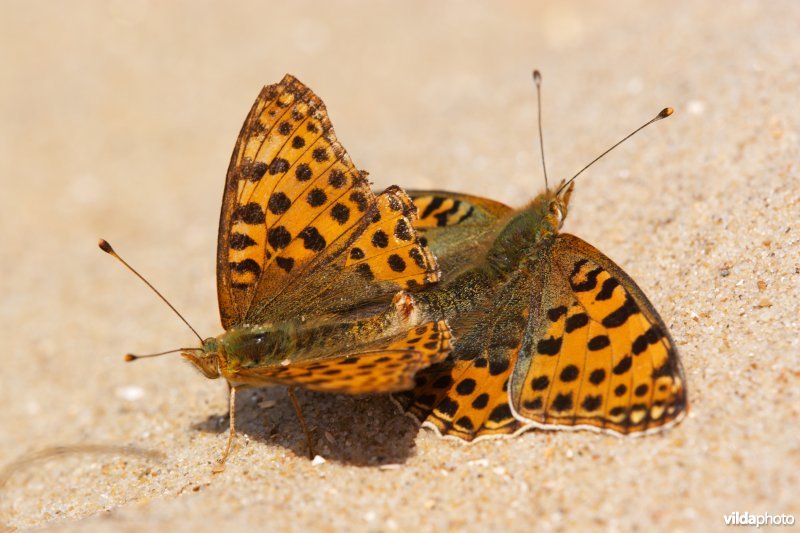 Parende Kleine parelmoervlinders in de duinen