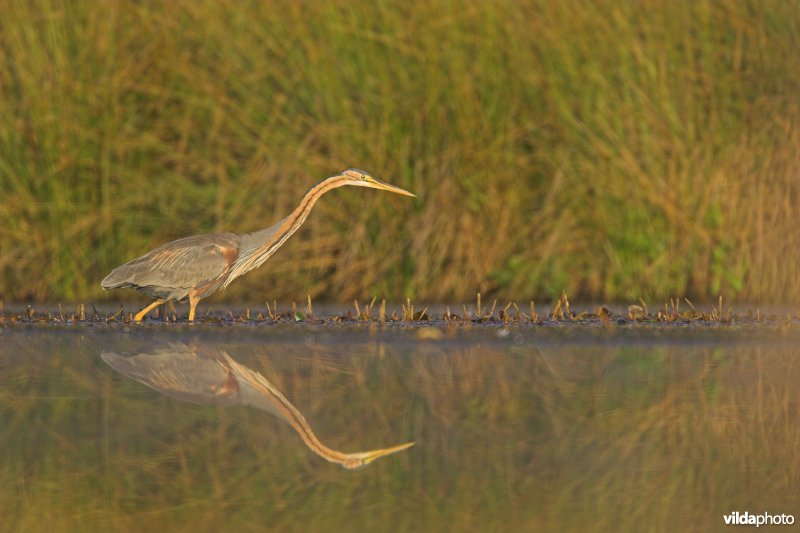 Purperreiger op jacht