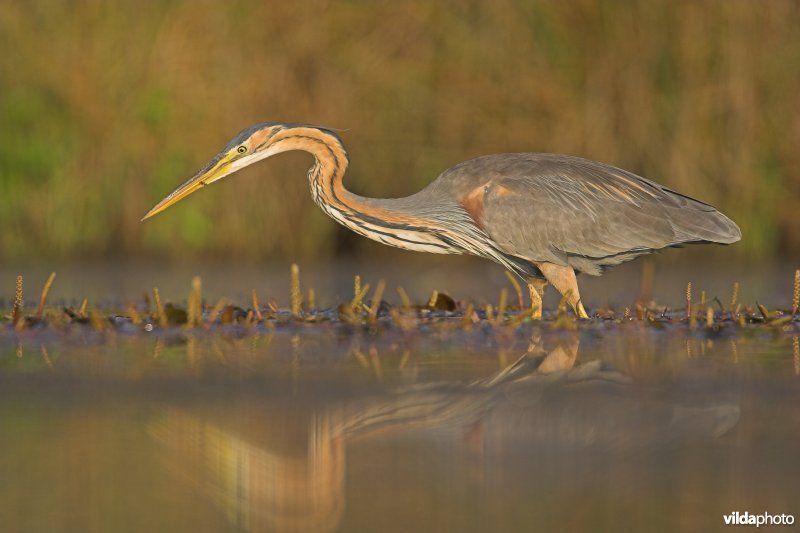 Purperreiger heeft iets in de gaten