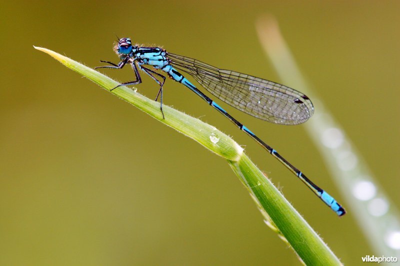 Variabele waterjuffer