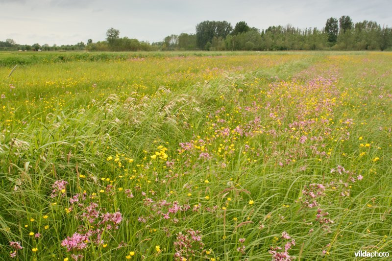 Bloemrijk vochtig hooiland