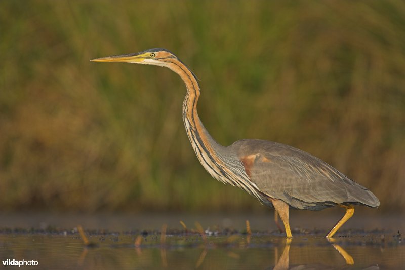 Purperreiger op jacht