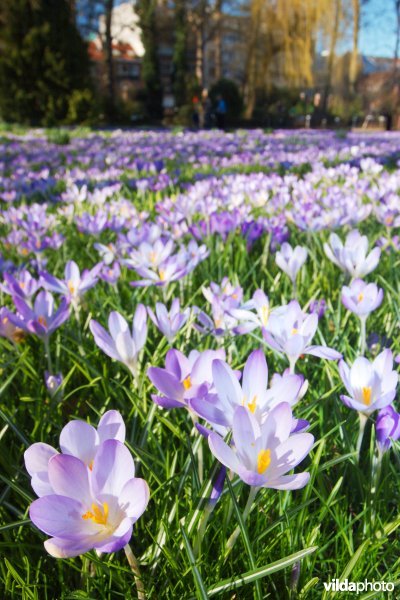 Krokussen in de Kruidtuin van Leuven