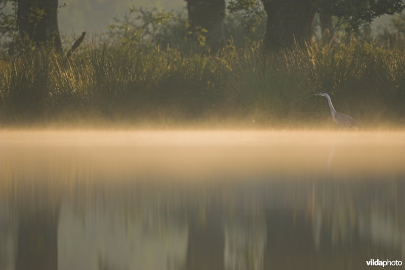 Blauwe reiger in de vroege ochtend