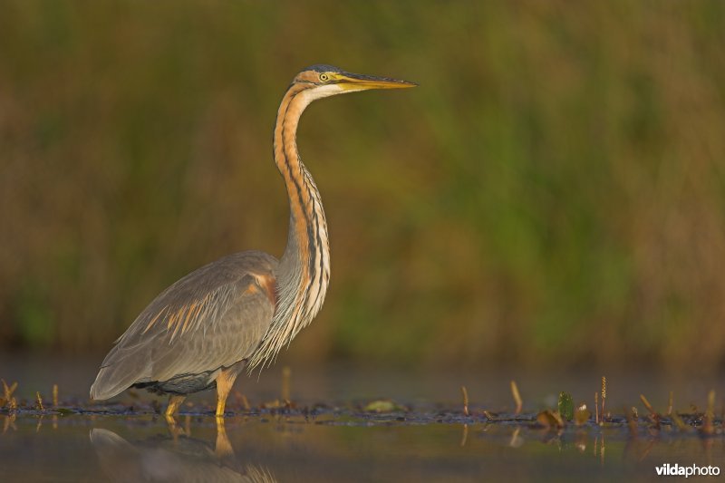 Adulte Purperreiger