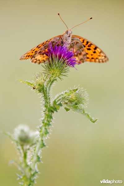 Grote parelmoervlinder op een distel