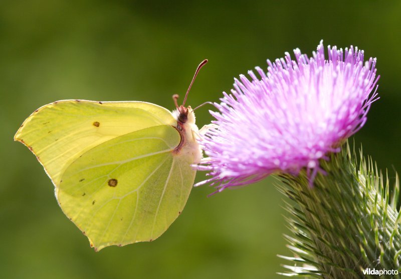 Vlinder op een distel