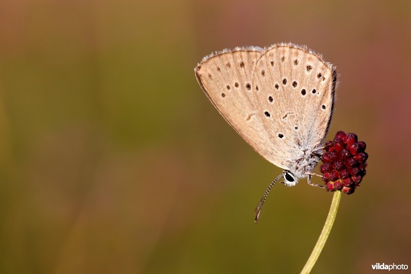 Pimpernelblauwtje