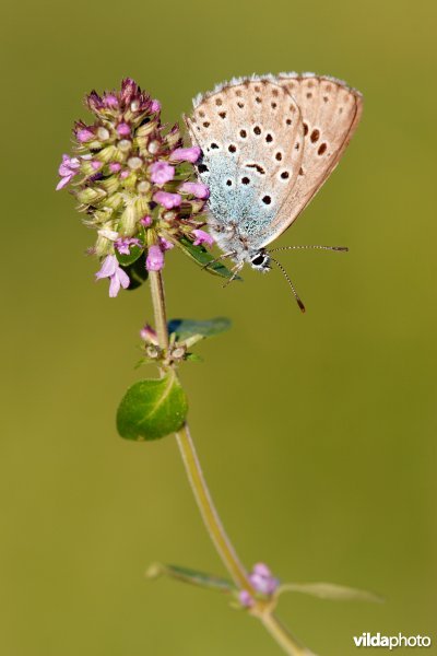 Vlinder op zijn waardplant