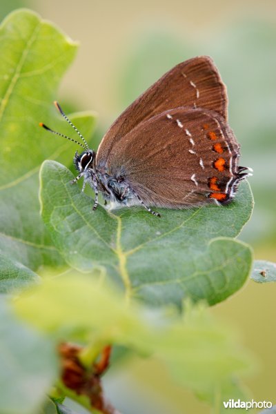 Bruine eikepage