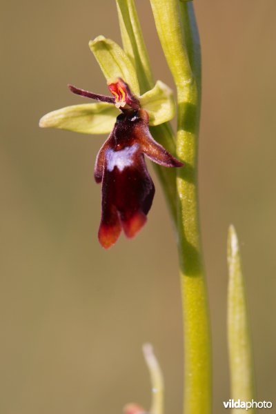 Vliegenorchis