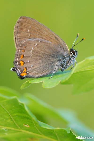 Bruine eikepage