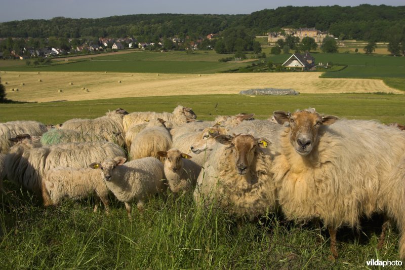 Nieuwsgierige Mergellandschapen