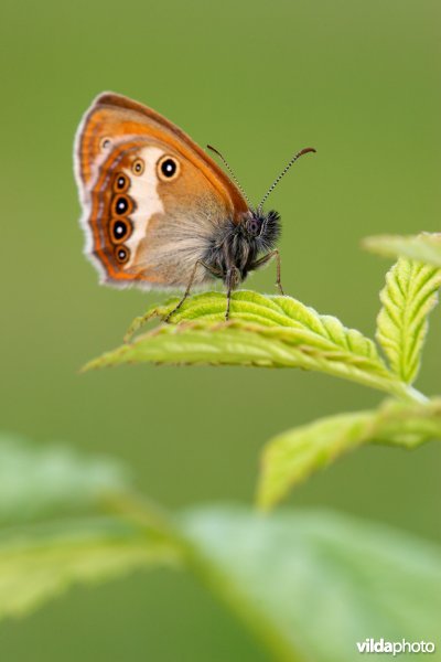 Tweekleurig hooibeestje