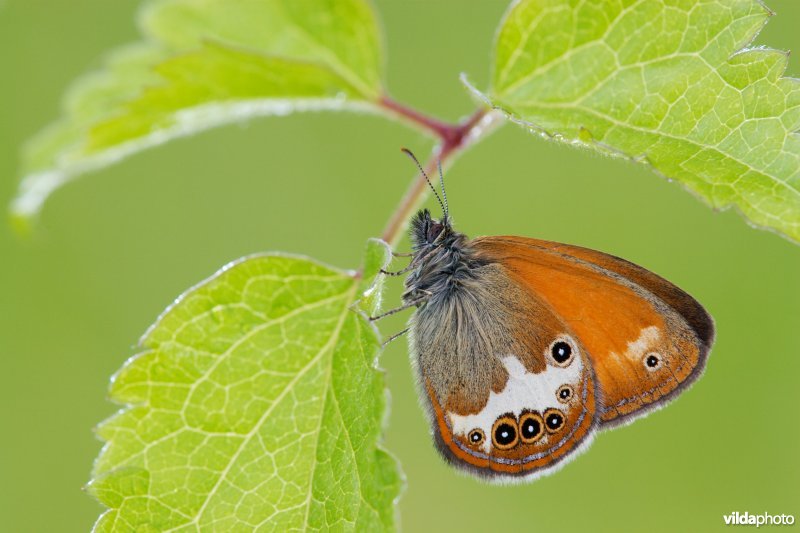Tweekleurig hooibeestje