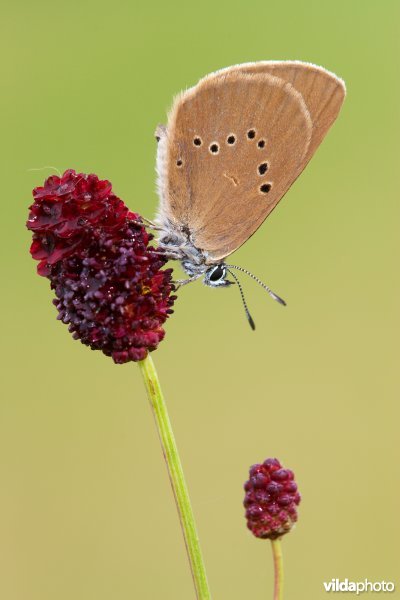 Donker pimpernelblauwtje op Grote pimpernel