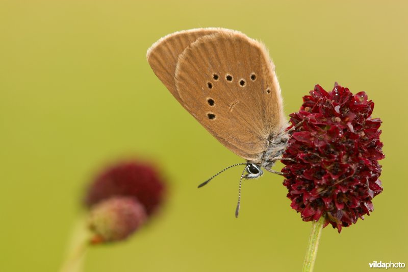 Donker pimpernelblauwtje op Grote pimpernel