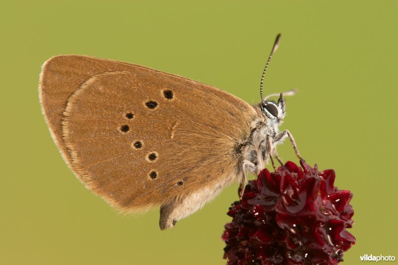 Donker pimpernelblauwtje op Grote pimpernel