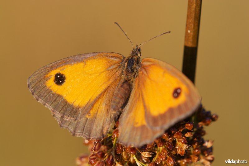 Oranje zandoogje