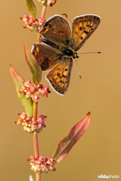 Bruine vuurvlinder