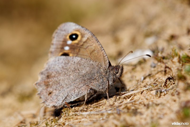 Kleine heivlinder