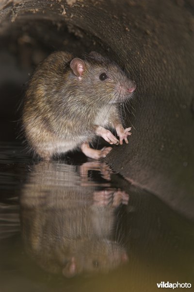 Rat in rioolbuis
