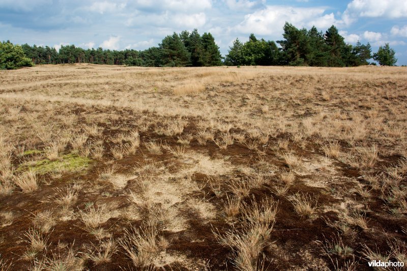 Degenererend Natura 2000 habitat