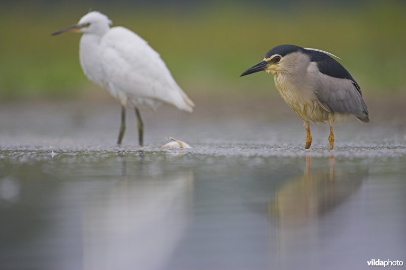 Kwak en Kleine zilverreiger op uitkijk