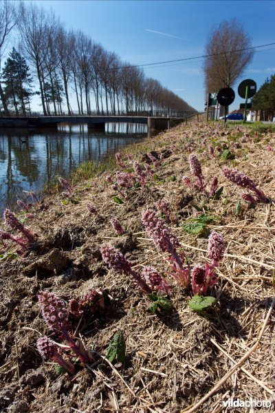 Groot hoefblad langs de Damse vaart