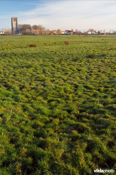 Microreliëf in de zilte weilanden rond Oostkerke