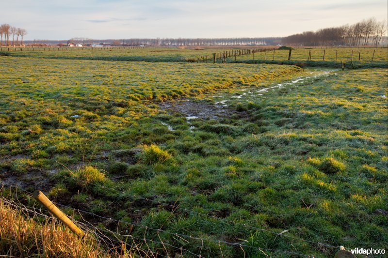 Zilt weiland met microreliëf